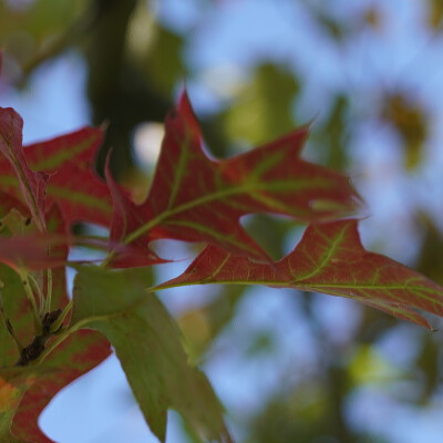 Quercus palustris 'Silhouette'